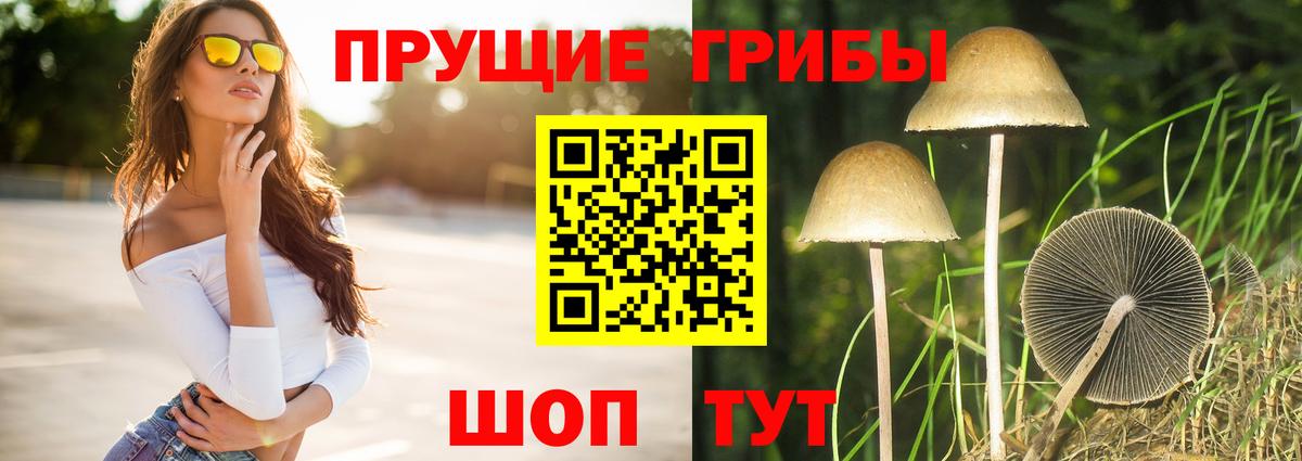 Галлюциногенные грибы Psilocybine cubensis Коломна